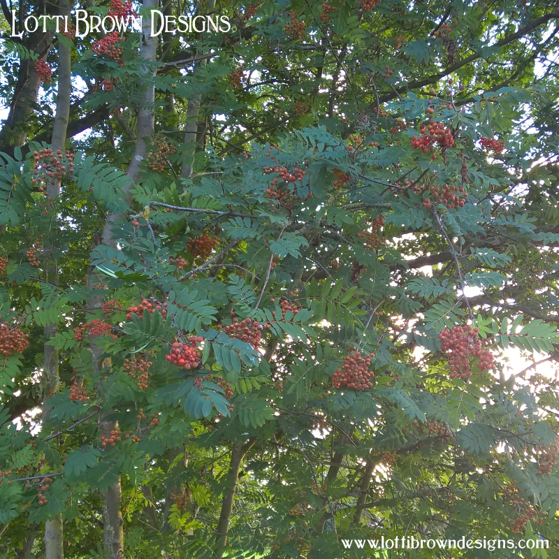 Rowan tree pic 11