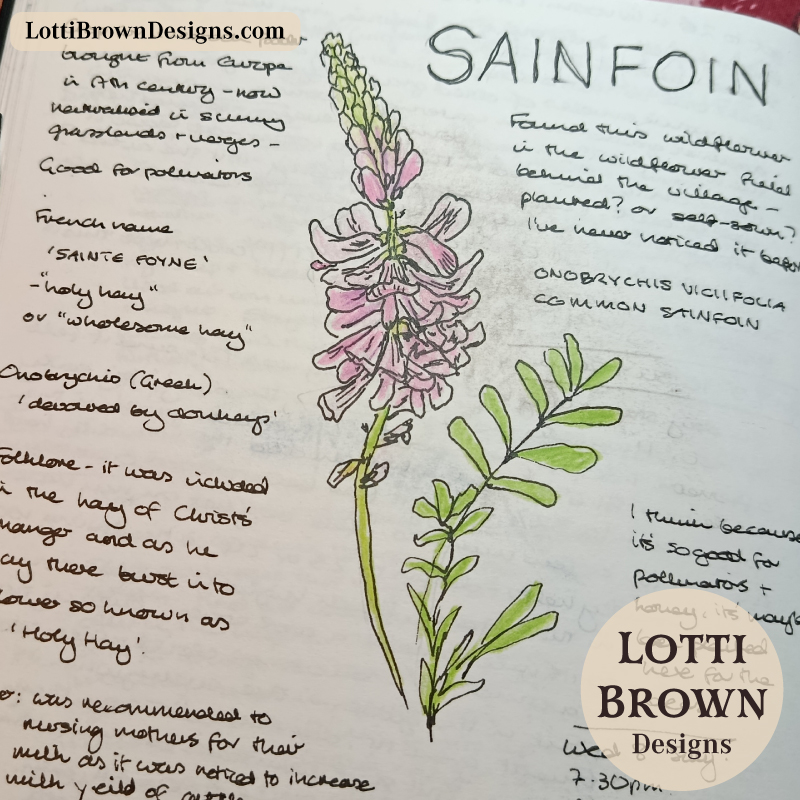 Sainfoin wildflower nature journal page