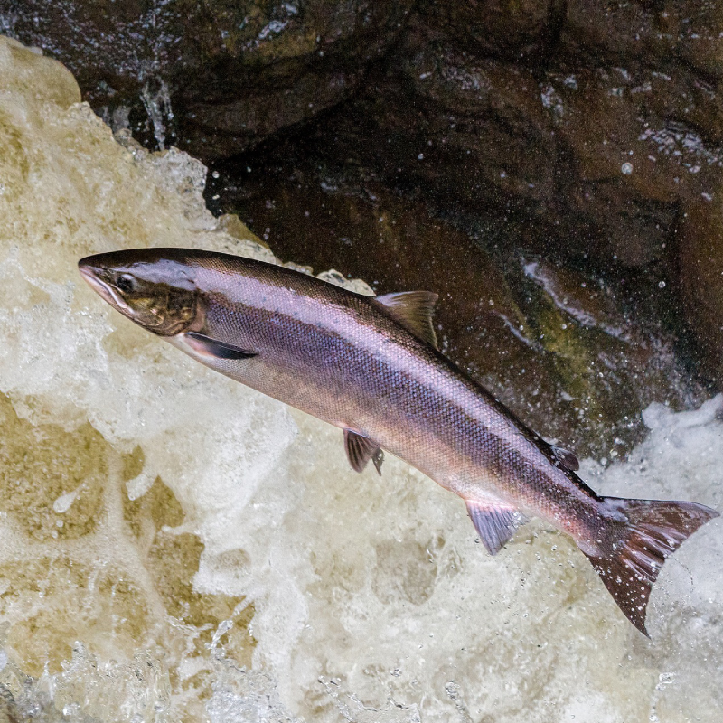 Salmon of Knowledge