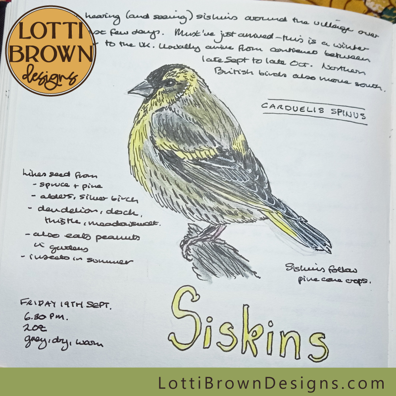 Siskins nature journal page