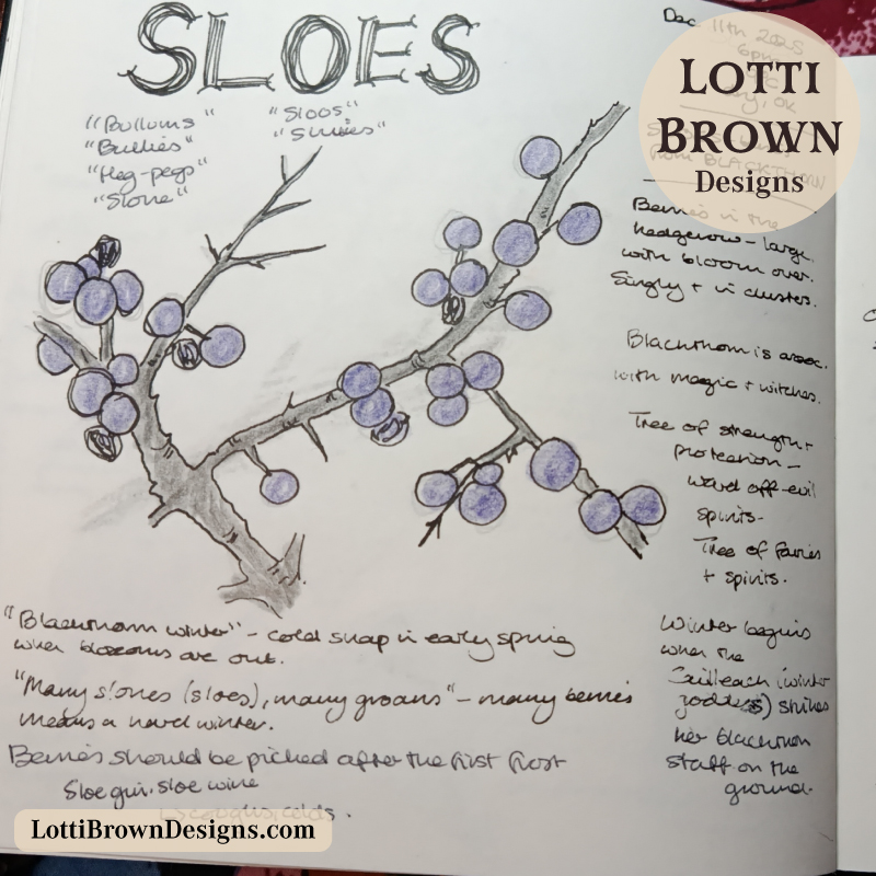 Sloe berries in my nature journal