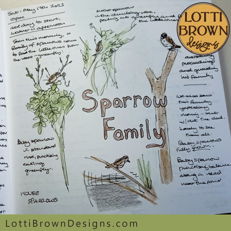 Sparrow family in my nature journal
