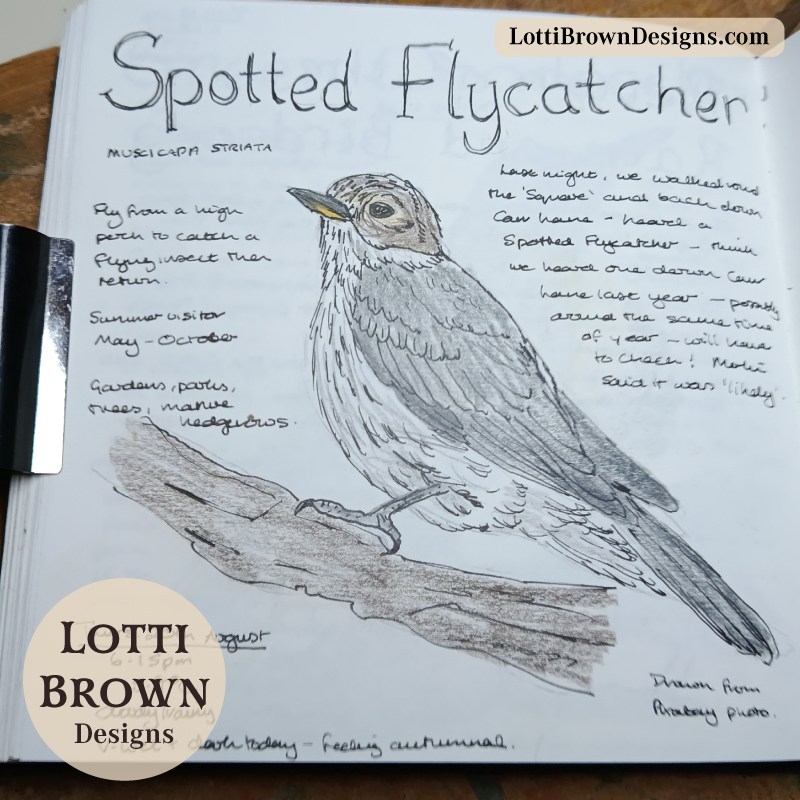 Spotted flycatcher nature journal sketch