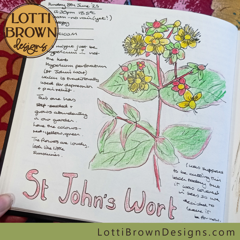 St John's Wort nature journal page