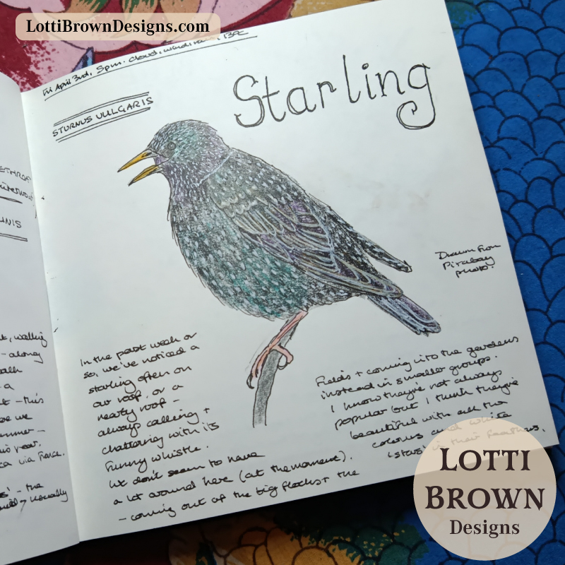 Starling nature journal page