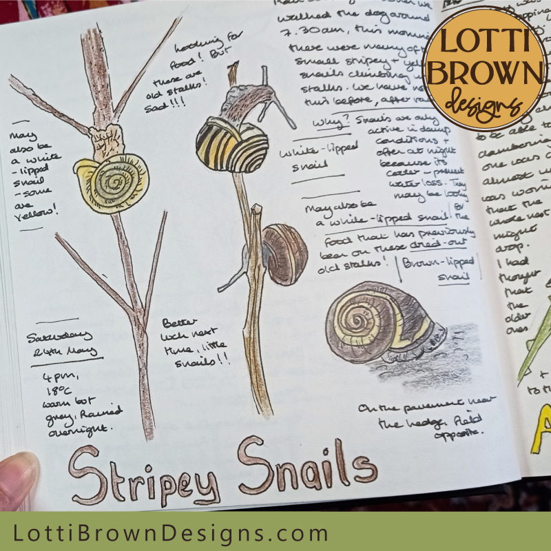 Stripey snails nature journal page