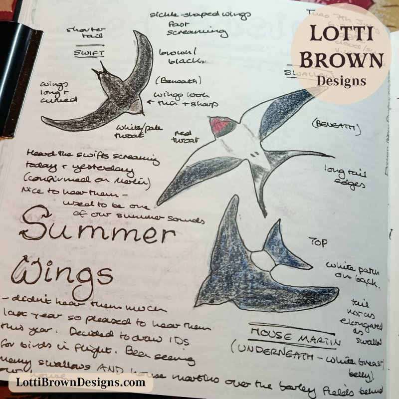 Swift, swallow and house martin ID nature journal page