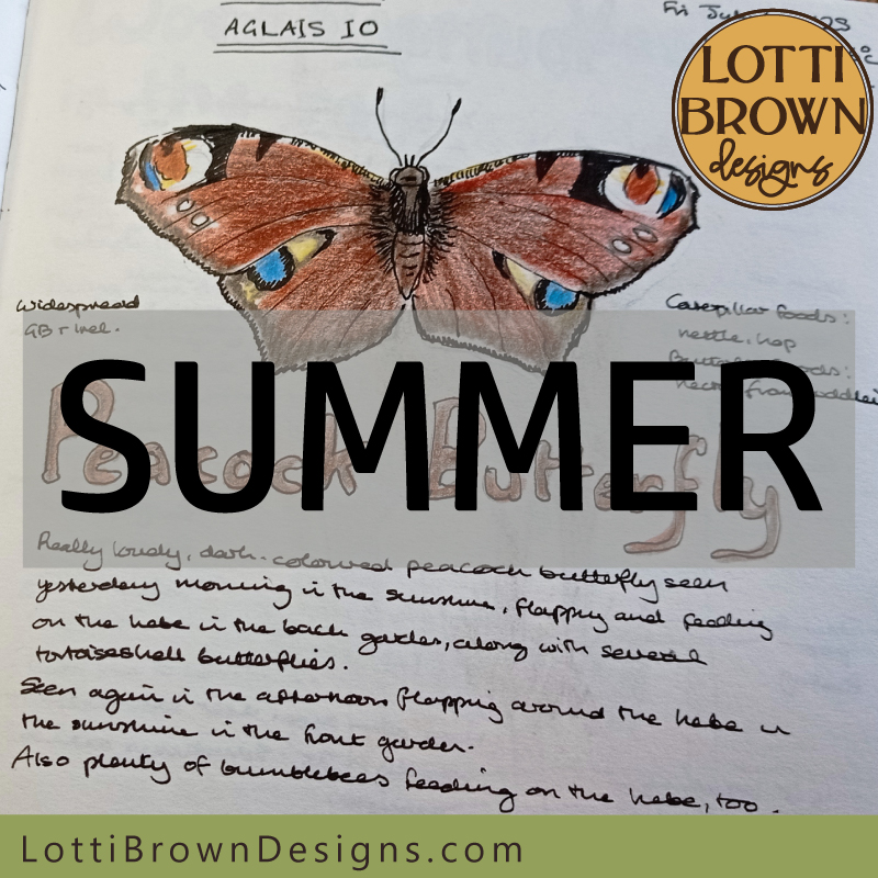 Nature journaling in summer