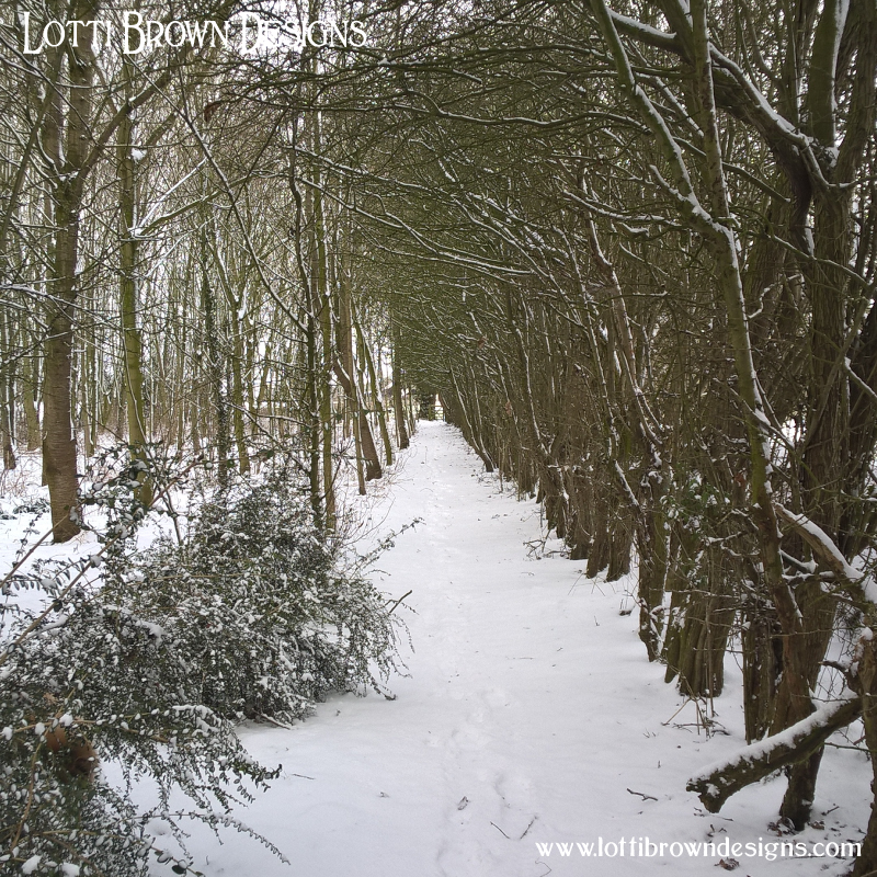 Tall hawthorn hedgerow