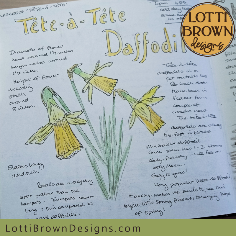Tete-a-tete daffodils nature journal page