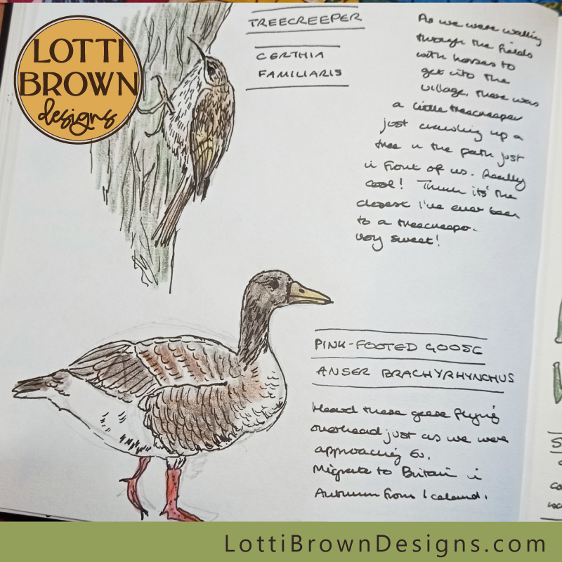 Treecreeper and pink-footed goose