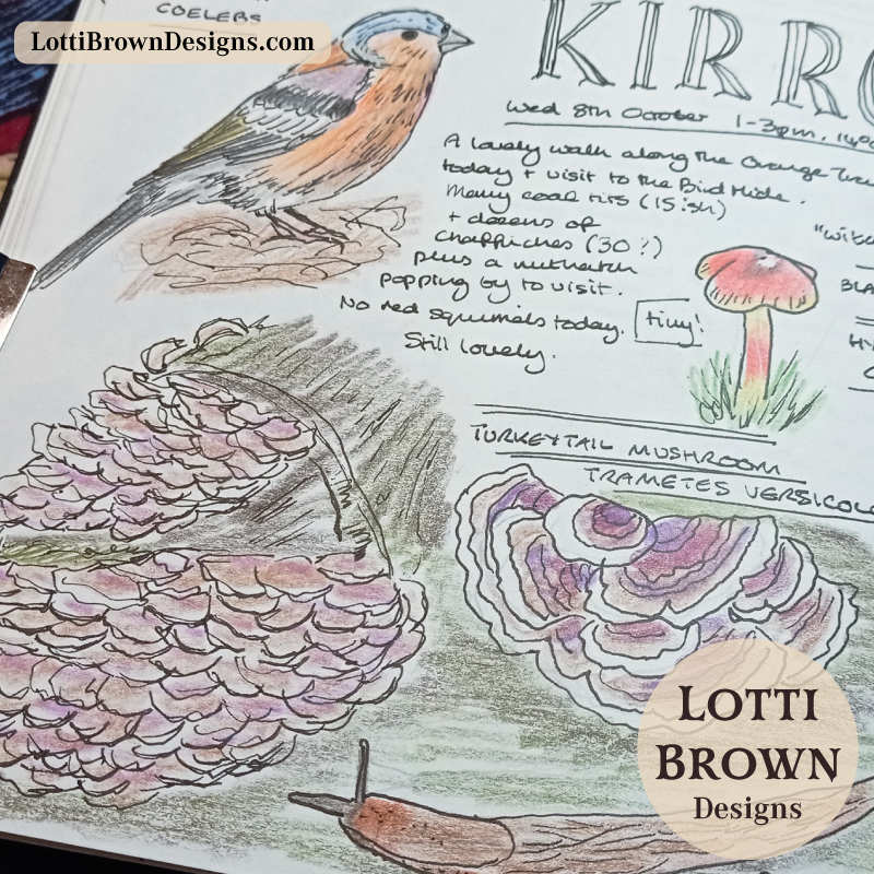 Drawings in my nature journal