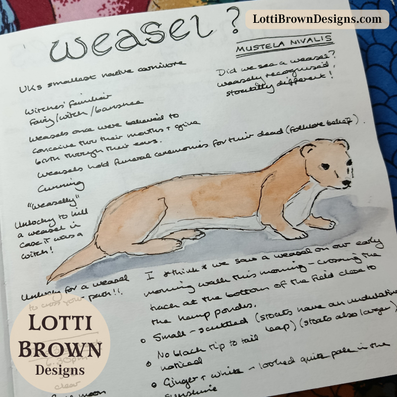 Weasel in my nature journal