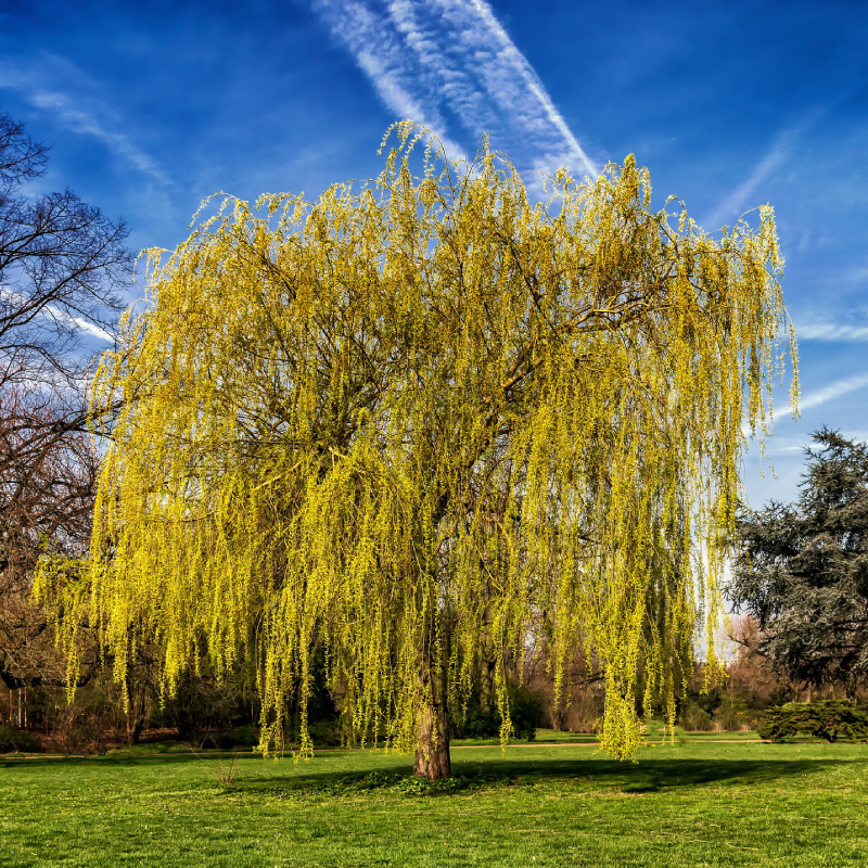Weeping willow