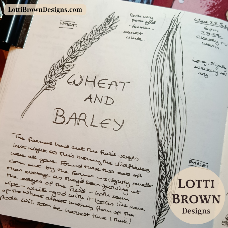 wheat and barley