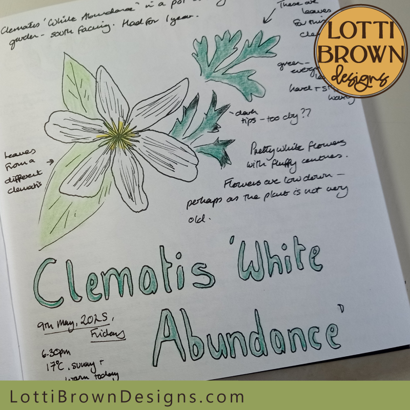 White clematis nature journal page