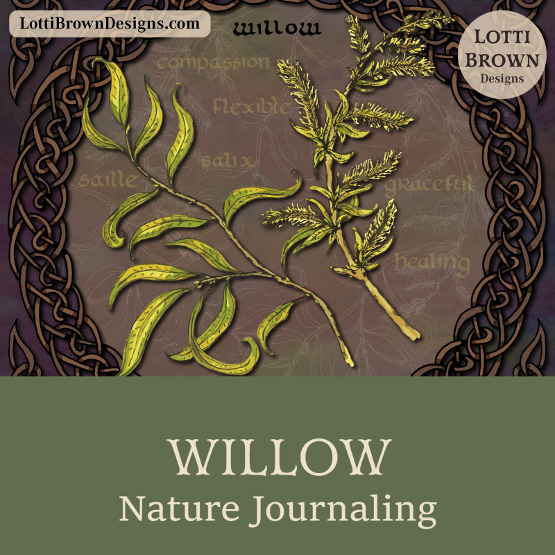Willow nature journaling