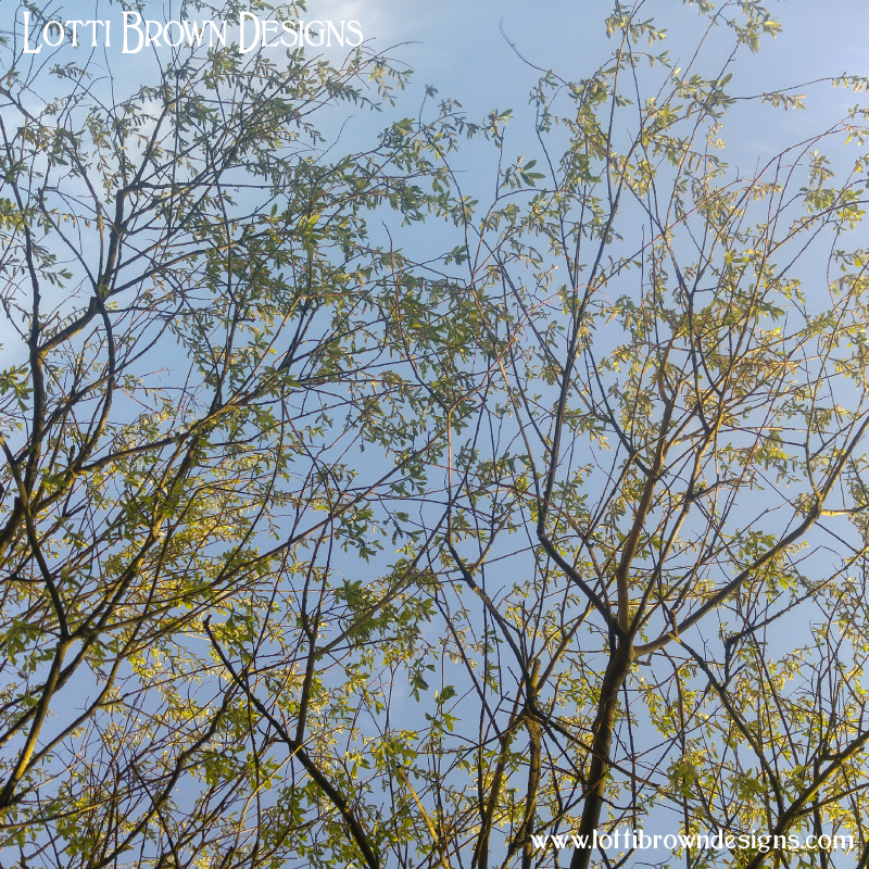 Willow tree branches
