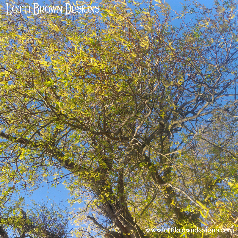 Willow tree, large
