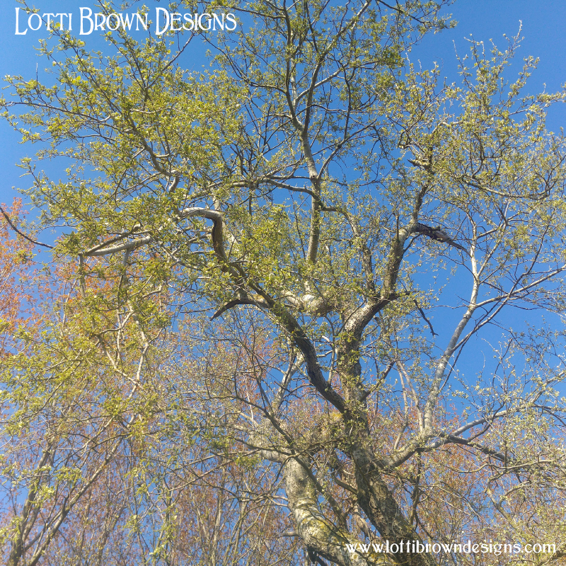 Willow tree in Spring
