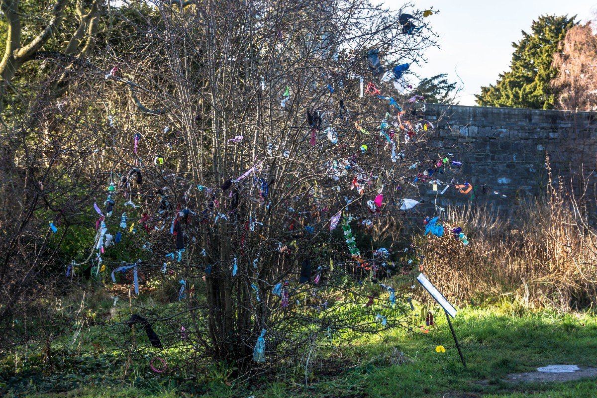 Hawthorn wish tree