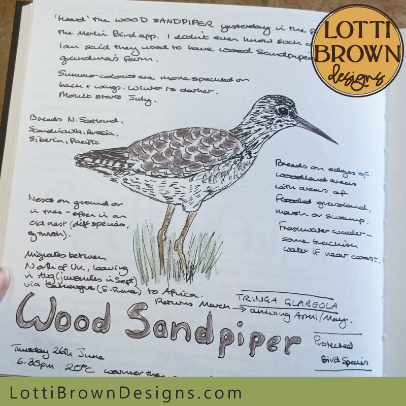 Wood Sandpiper nature journal page