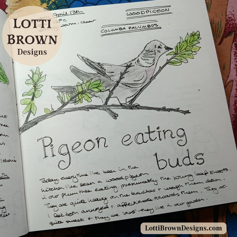 Woodpigeon eating plum leaves from my tree