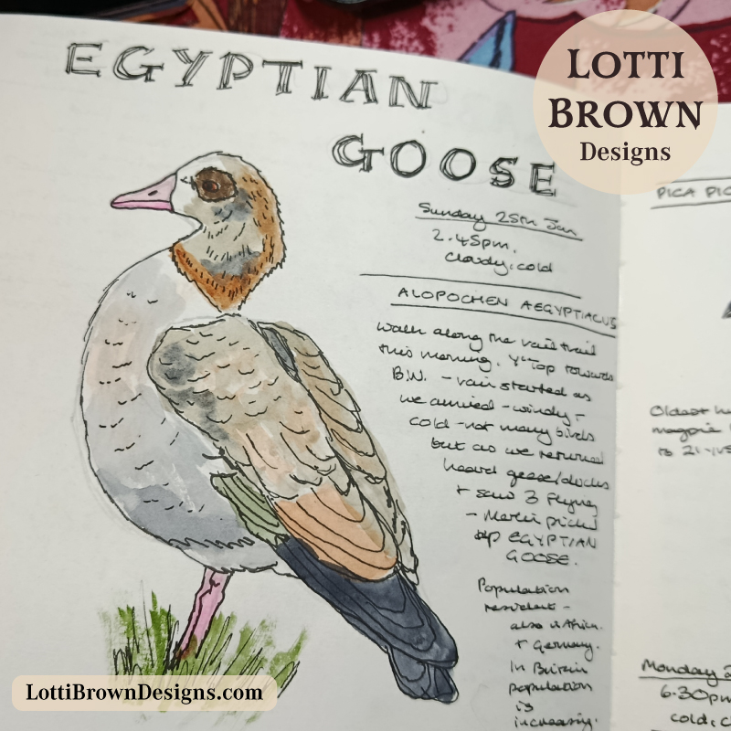Watercolour sketch of Egyptian Goose in nature journal