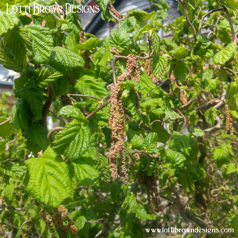 Curly hazel catkins