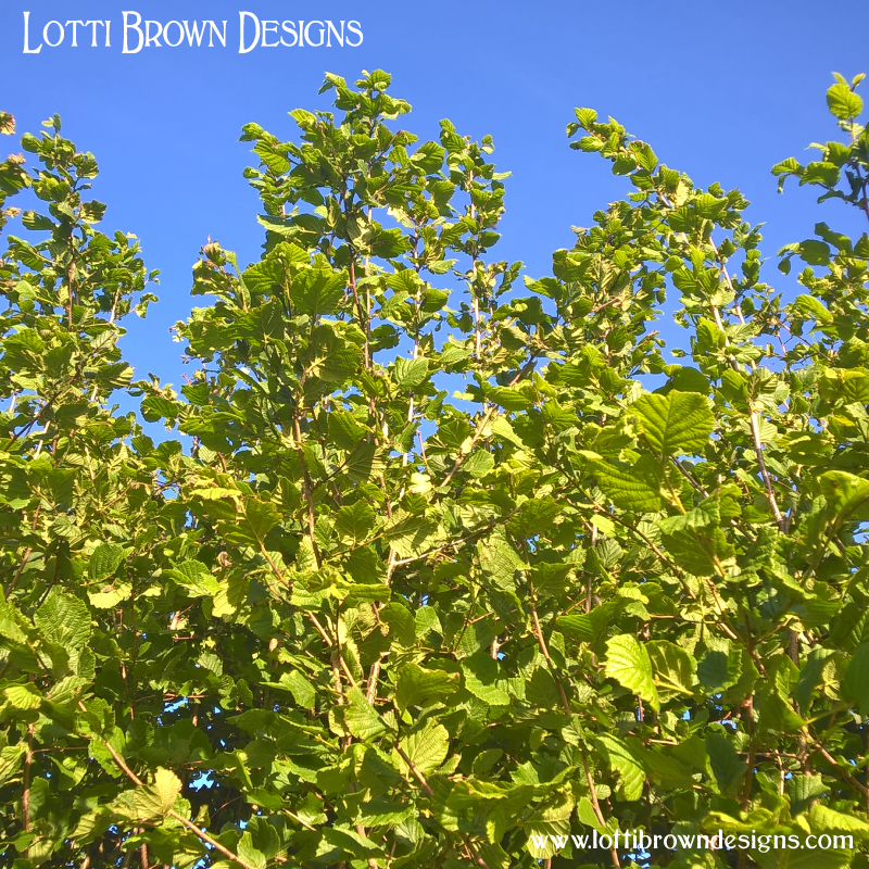Hazel trees and blue sky