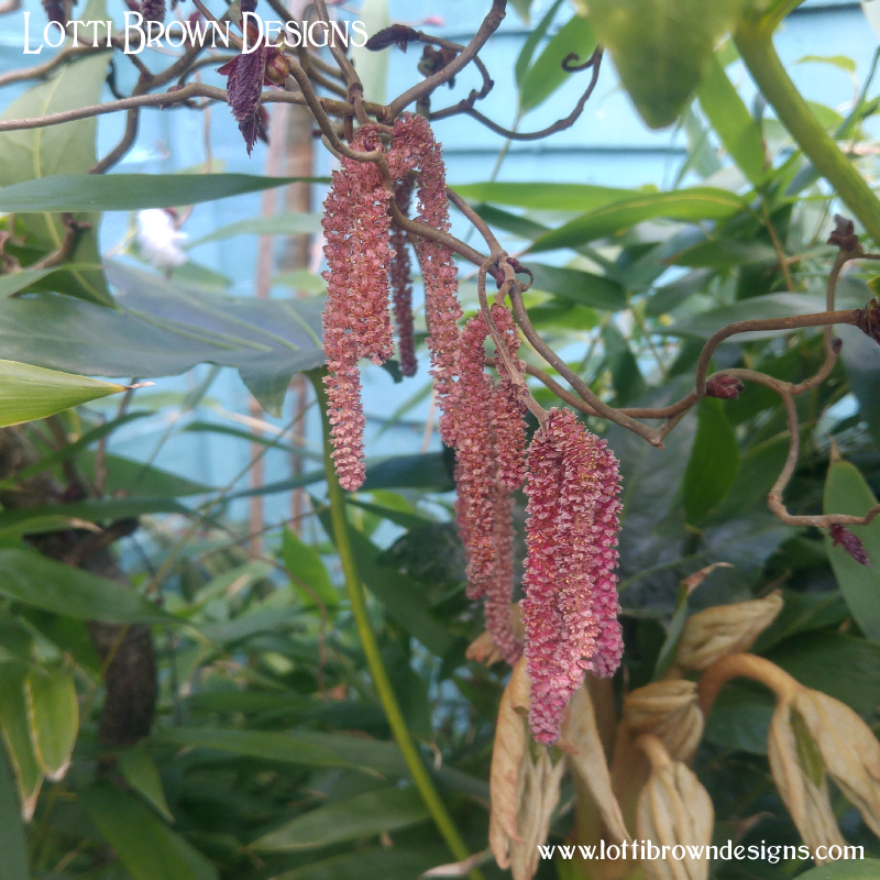 Hazel catkins