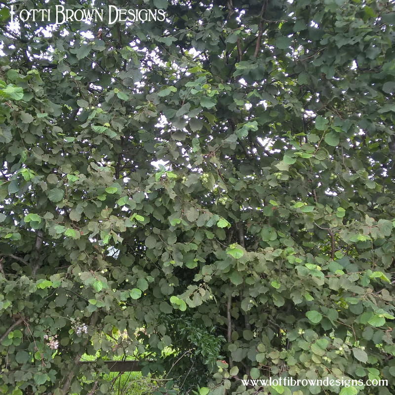 Hazel leaves and nuts