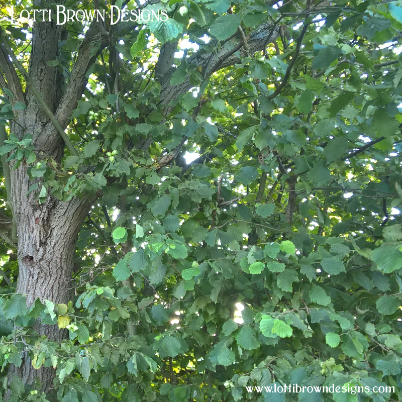 Hazel tree photo