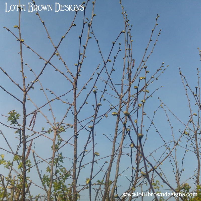 Hazel stems