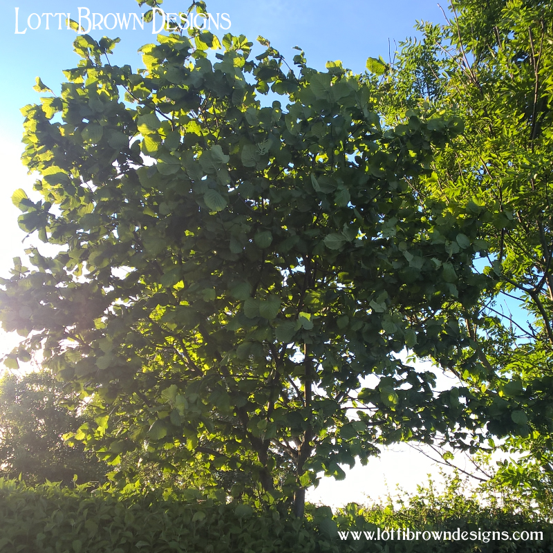 Hazel tree photo