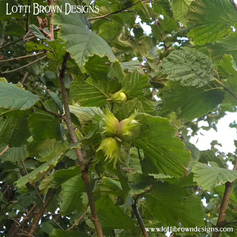 Hazelnuts