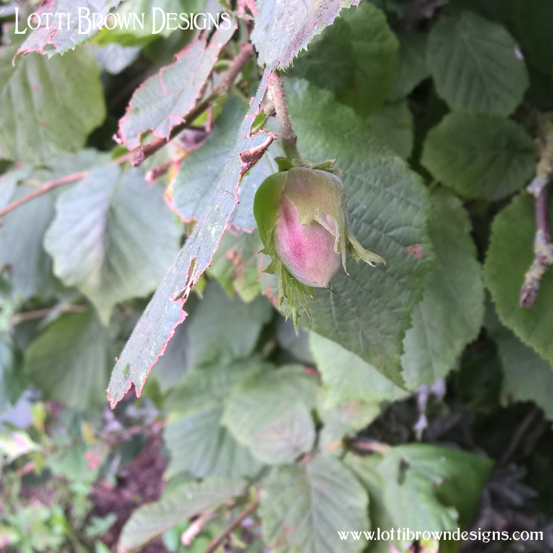 Hazelnuts
