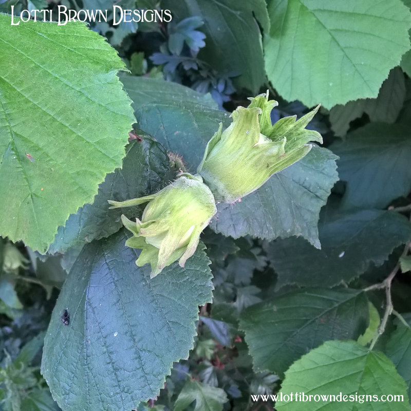 Hazelnuts