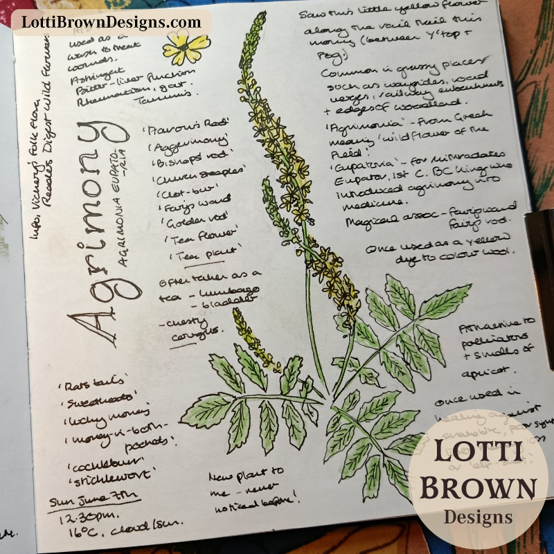 Agrimony nature journal page