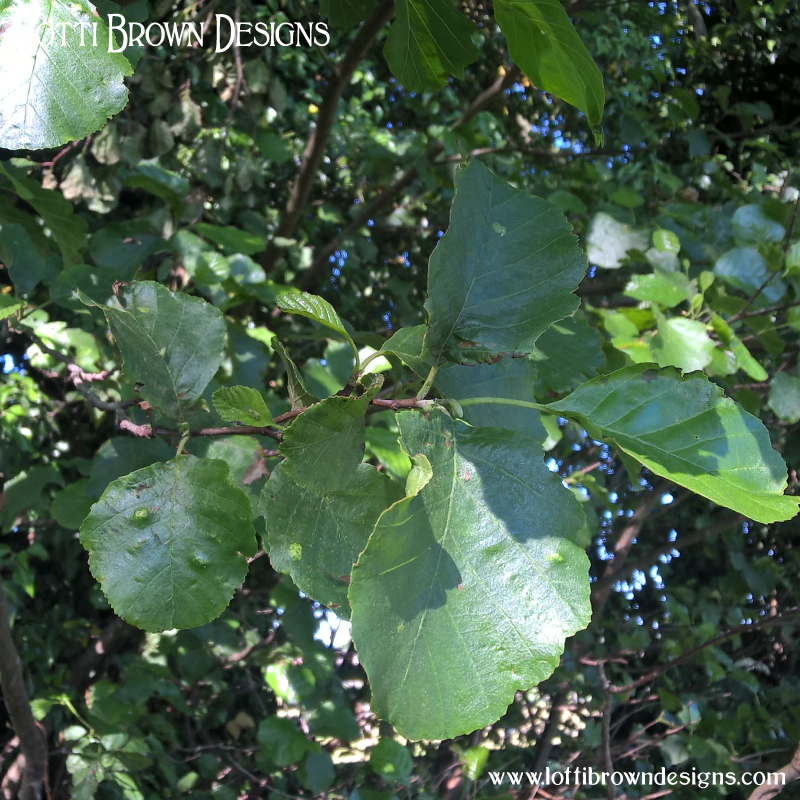 Alder Leaves photo