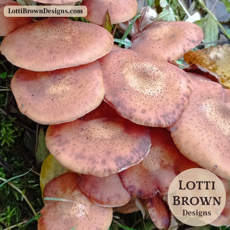 Autumn fungi for October Autumn fungi growing in woodland moss, inspiration for a mindful nature journaling sketch