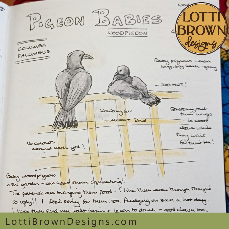 Baby woodpigeons nature journal page