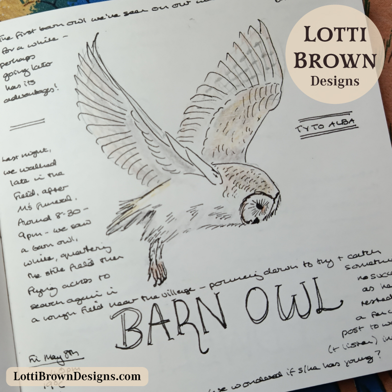 Barn owl hunting nature journal sketch