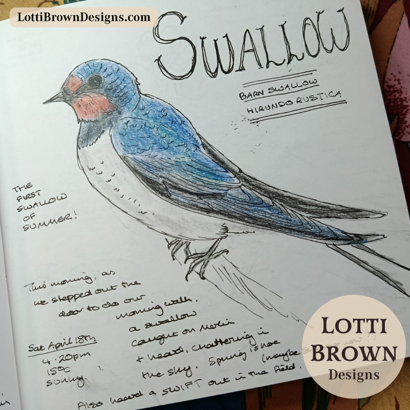 Barn swallow nature journal sketch
