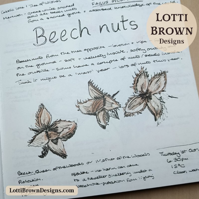 beech nuts drawing in my nature journal