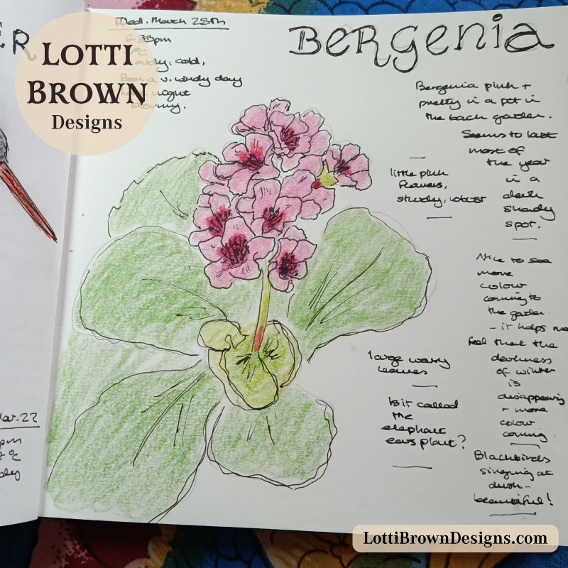 March bergenia in my back garden in Yorkshire