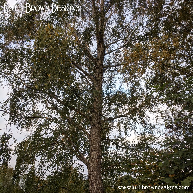 Birch Tree photo 03