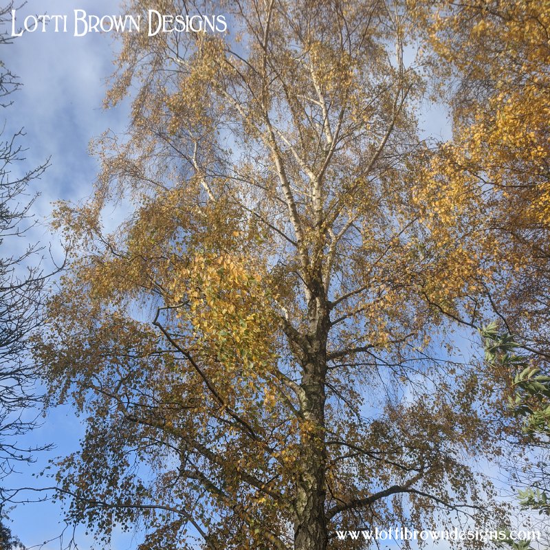 Birch tree photo 6