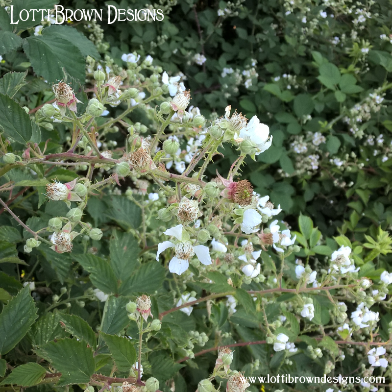 Blackberry hedge