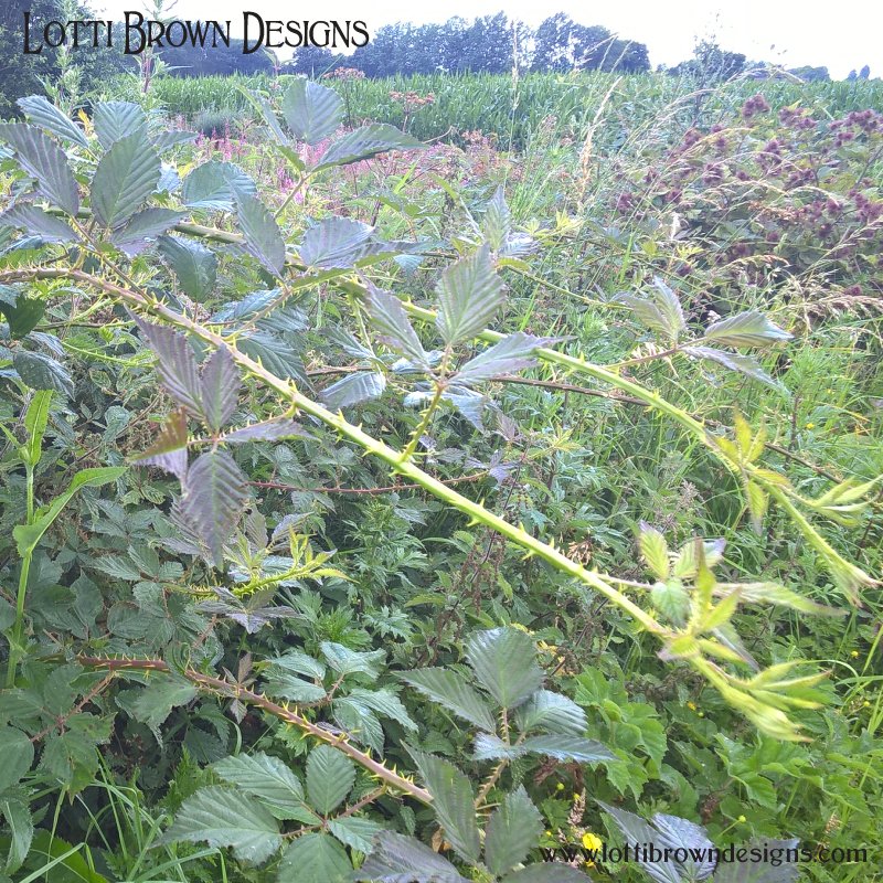 Hoops of brambles